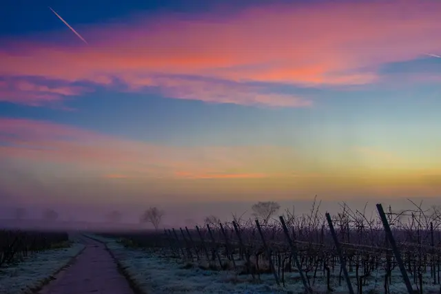 Bild 13: Der erste Frost in der Weinbergen in Kallstadt | Foto: Volker Fleckser
