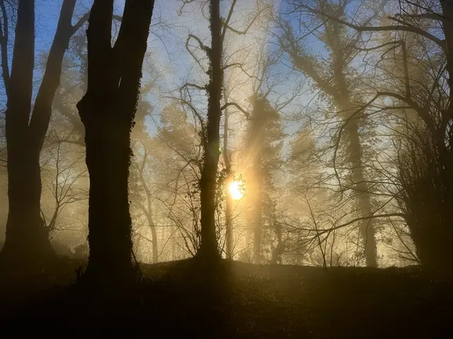 Bild 11: Lichtblick im Dezember, Eschbach | Foto: Tanja Hoffmann-Medardt