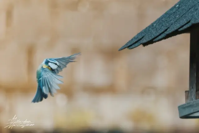 Bild 19: Eine Blaumeise fliegt auf ein Vogelhäuschen zu. | Foto: Alexander Marzaganov