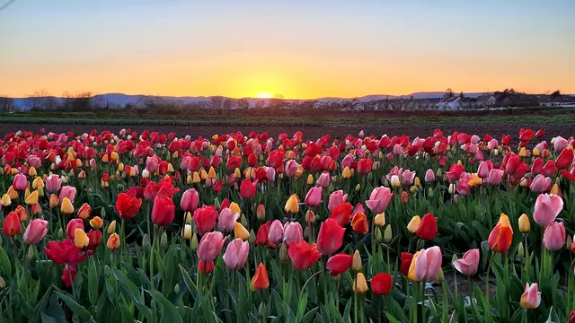 Bild 18: Frühling in der Pfalz
Aufgenommen bei Mutterstadt in der Vorderpfalz | Foto: Torsten Kerbeck