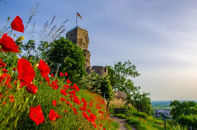 Bild 15: Die Wachtenburg bei Wachenheim/Weinstraße | Foto: Volker Fleckser