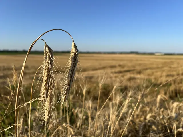 Bild 12: Blick ins Kornfeld, Ottersheim | Foto: Tanja Hoffmann-Medardt