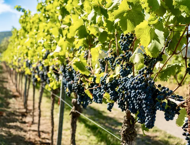 Bild 13: „Pfälzer Wein in spe“
Die Weinberge sind insbesondere in der Vorderpfalz, wie hier in Maikammer nach dem Klappradcup, so sehr präsent, dass ein Bild davon in euren Kalender gehört. | Foto: Alexander Meier