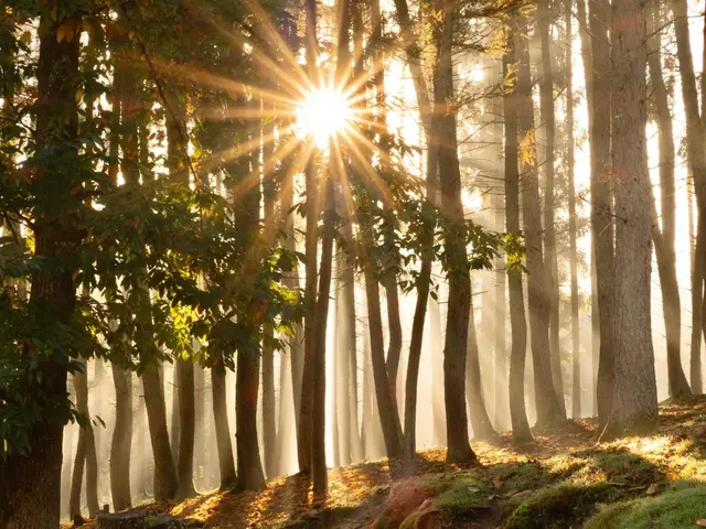 Bild 8: „Morgenstund‘…“
Diese herrlichen Sonnenstrahlen im aufsteigenden Herbstnebel konnte ich im Wild-und Wanderpark bei Silz ablichten. | Foto: Alexander Meier
