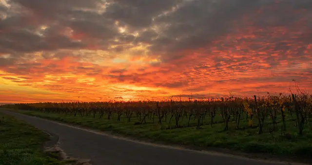 Bild 18: "Brennender" Himmel bei Sonnenaufgang über den Weinbergen von Kallstadt. | Foto: Volker Fleckser
