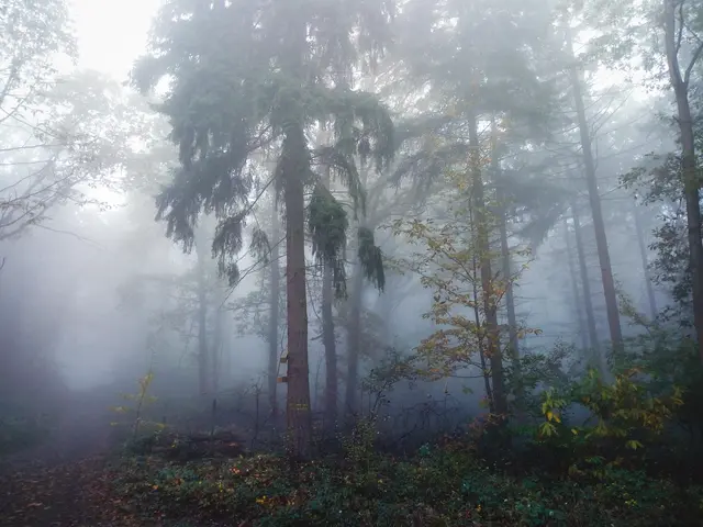 Bild 18: Nebelstimmung im Wald bei Bobenheim am Berg | Foto: Maya Tannouri