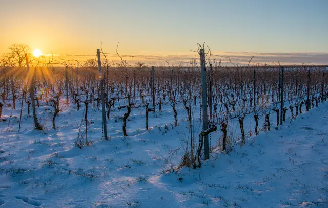 Bild 24: Sonnenaufgang in den Weinbergen von Kallstadt | Foto: Volker Fleckser