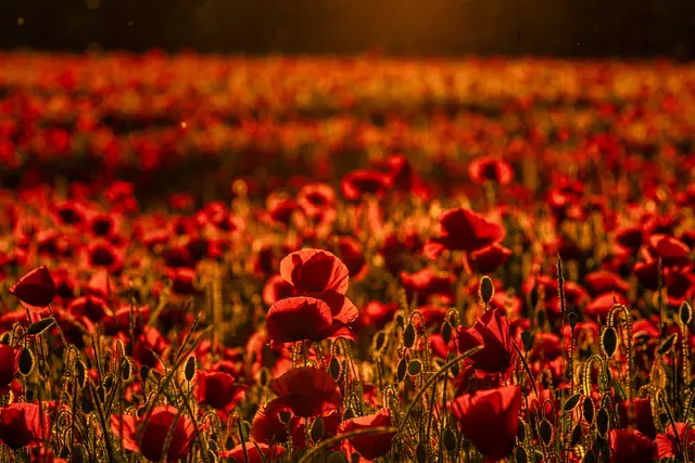 Bild 14: Rotes Mohnblumenfeld im Sonnenuntergang im Norden von Ludwigshafen | Foto: Ralph Beetz