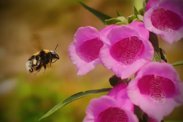 Bild 10: Hummel im Anflug auf Fingerhut - Wanderweg in Dahn beim Büttlerfels | Foto: Sebastian Frohnhöfer