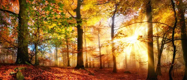 Im Speyerer Wald gibt es für Familien mit Kindern einen kreativen Herbstnachmittag. | Foto: Smileus/stock.adobe.com