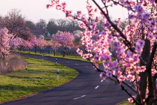 Bild 16: Mandelblüte, Gimmeldingen | Foto: Erik Patzschewitz