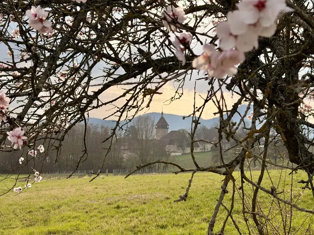 Bild 17: Mandelblüte in Siebeldingen | Foto: Ronnie Hammer