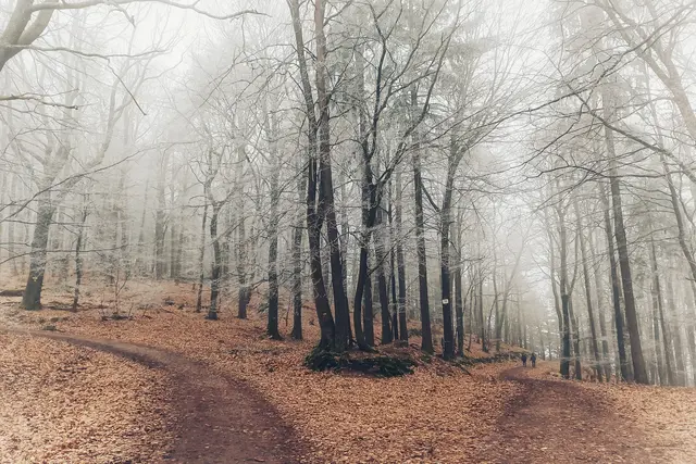 Bild 5: Unterwegs bei der Hellerhütte im Pfälzer Wald | Foto: Anita Lemmert