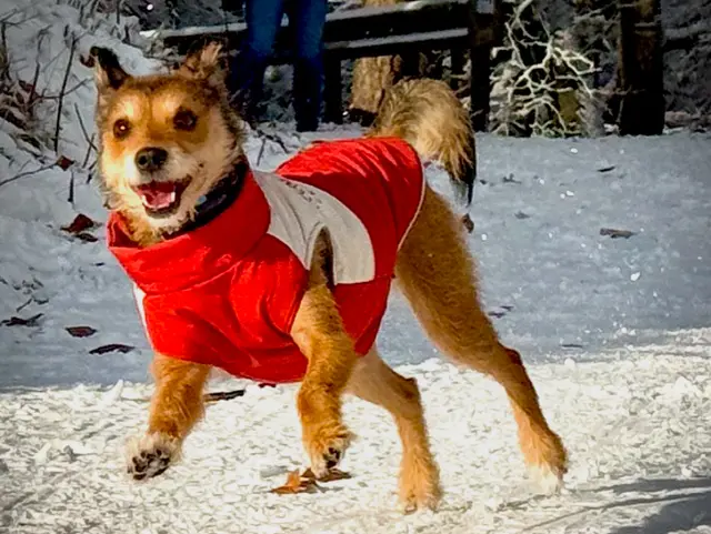 Bild 21: Spaß im Schnee, Kalmit Maikammer | Foto: Tanja Hoffmann-Medardt