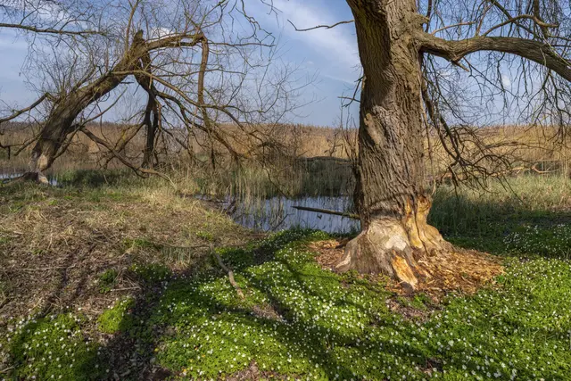 Bild 18: Bodenseeregion; bei Moos auf dem Höri hat sich eine Biberkolonie niedergelassen. | Foto: Hans Werner Merzhäuser