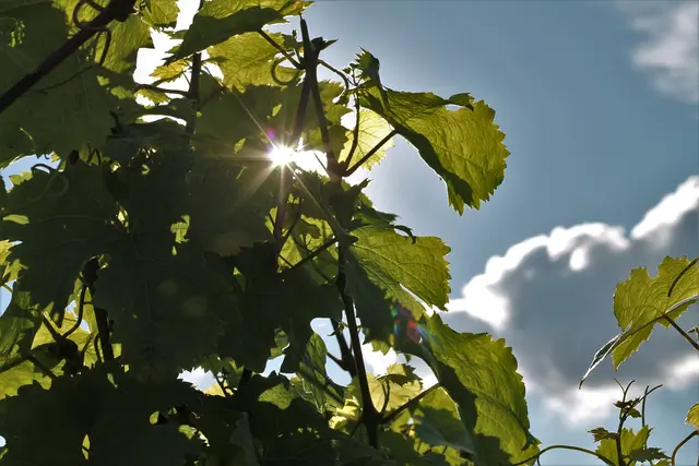 Bild 14: Sonnenstrahlen zwischen den Weinreben | Foto: Tamara Stilgenbauer