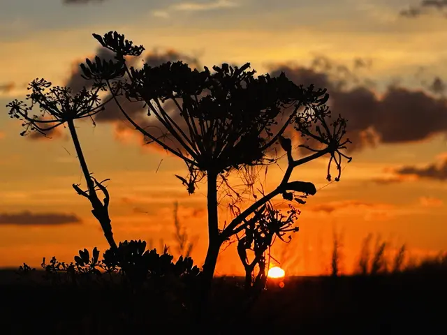 Bild 8: Sonnenuntergang am Feldrand Oggersheim Richtung Frankenthal | Foto: Diana Mayer