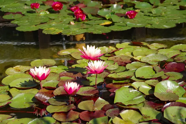 Bild3: Seerosenteich im Mannheimer Luisenpark | Foto: Hans-Jürgen Freudenberger