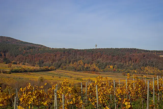 Bild 14: Blick vom Michaelisberg auf den Pfälzer Wald | Foto: Maya Tannouri