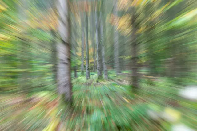 Bild 17: Herbstwald | Foto: Robert Müller