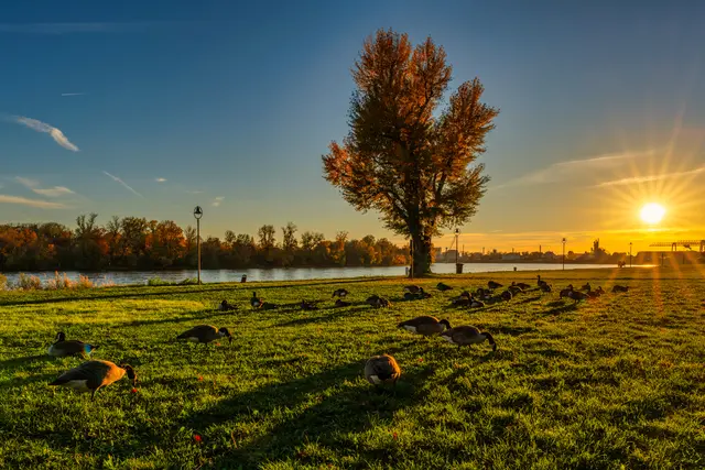 Bild 12: Sonnenuntergang auf der Parkinsel in Ludwigshafen mit einer Menge hungriger Gänse | Foto: Ralph Beetz