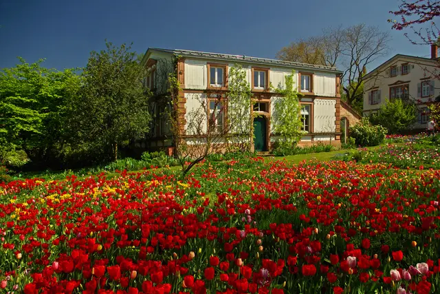 Bild 1: Tulpenblüte im Weinheimer Hermannshof | Foto: Hans-Jürgen Freudenberger