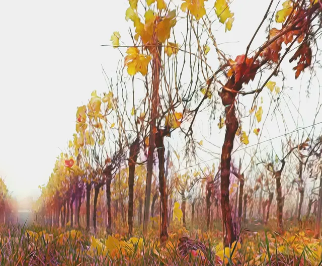 Bild 11: Herbstnebel
Morgenspaziergang durch die Weinberge bei Deidesheim | Foto: Torsten Kerbeck