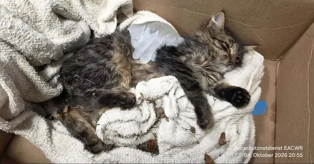 Der kleine Kater wurde in Heidelberg-Boxberg in lebensbedrohlichem Zustand gefunden und ist an seinen schweren Verletzungen verstorben. | Foto: Berufstierrettung Rhein-Neckar