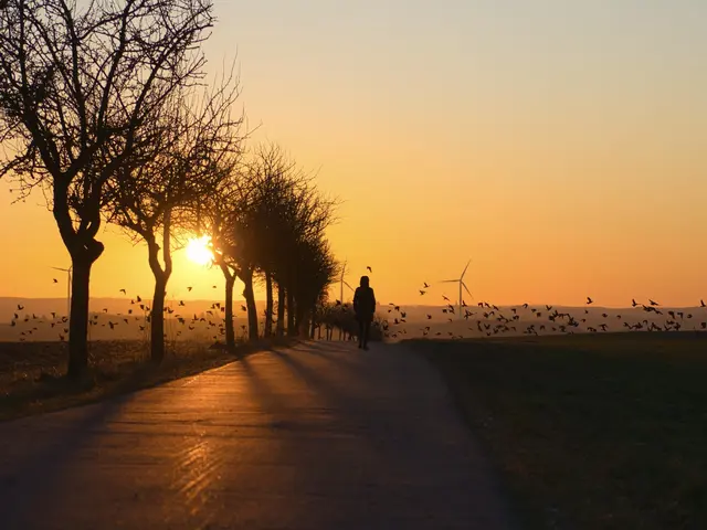 Bild 11: Sonnenuntergang auf der Höhe in Zweibrücken-Ernstweiler - Saatkrähen auf dem Weg in ihr Nachtquartier | Foto: Sebastian Frohnhöfer