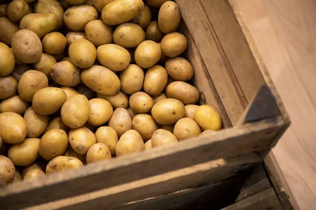 Wer Kartoffeln lagern will, sollte die Knollen an einem dunklen, trockenen Ort aufbewahren. | Foto: Christin Klose/dpa-mag