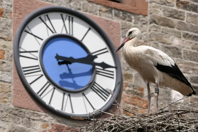 Bild 18: Schon Viertel nach zwei und immer noch kein Frosch in Sicht
Das Storchennest wurde in Böhl-Iggelheim entdeckt. Im Hintergrund die frisch restaurierte Kirchturmuhr | Foto: Torsten Kerbeck