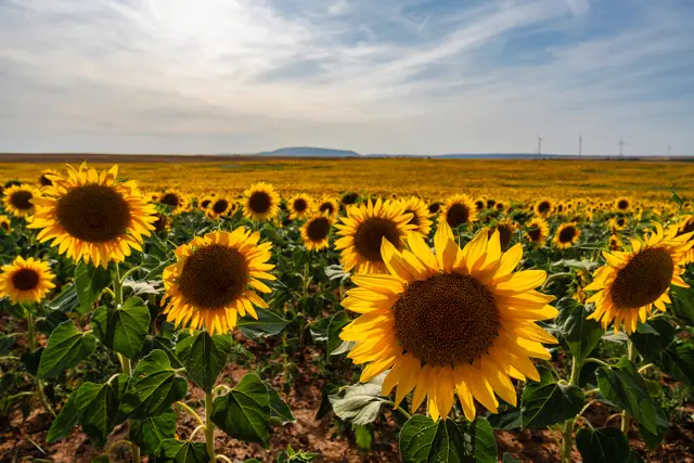 Bild 16: Sonnenblumenfeld bei Biedesheim mit Blick auf den Donnersberg | Foto: Ralph Beetz