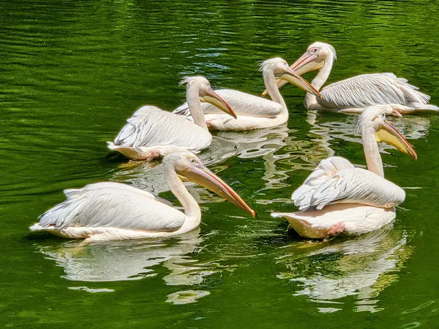 Bild 13: Familie Pelikan
Kutzerweiher Luisenpark  Mannheim | Foto: Petra Dehn