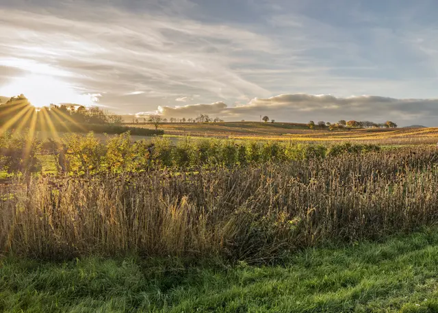 Bild 15: Gegenlichtmotiv bei Landau-Mörzheim. | Foto: Hans Werner Merzhäuser