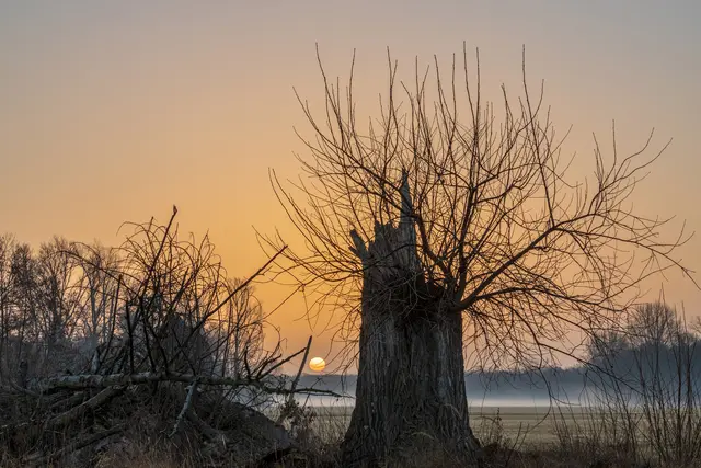 Bild 3: Sonnenaufgang im Naturschutzgebiet Geinsheim | Foto: Georg Beck