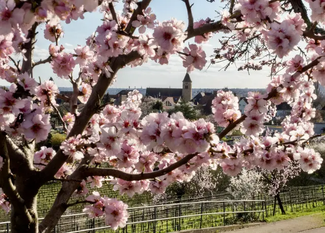 Bild 7: „Durchblick“
Das Bild zeigt blühende Mandelbäume (Prunus dulcis) im Frühlingsgewand vor der Kulisse Gimmeldingens. Die Tiefenschärfe hebt die Mandelblüten hervor, während im Hintergrund leicht „unscharf“ die Kirche zu sehen ist. | Foto: Alexander Meier