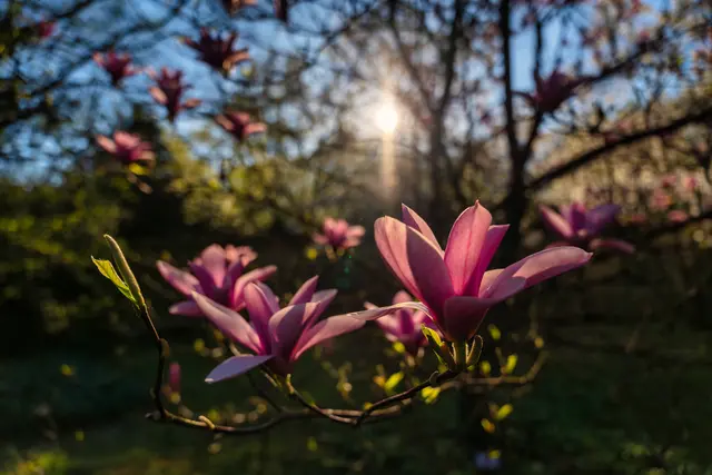 Bild 16: Magnolienblüte im Schwetzinger Schlossgarten | Foto: Ralph Beetz