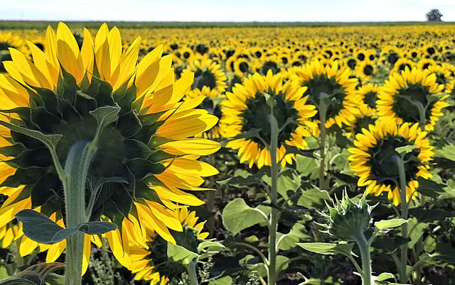 Bild 19: Und wieder schauen alle weg - jetzt schaut doch mal hierher !
Sonnenblumenfeld bei Kindenheim in der nördlichen Pfalz | Foto: Torsten Kerbeck