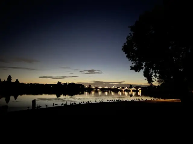 Bild 5: Abendmeditation der Gänse am Ladenburger Strand mit Blick auf die Neckarbrücke | Foto: Claudia Scheibel