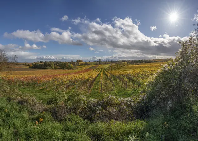 Bild 16: Herbstimpression bei Landau-Wollmesheim. | Foto: Hans Werner Merzhäuser