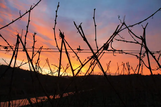 Bild 13: Sonnenuntergang zwischen den Reben, Bad Dürkheim | Foto: Tamara Stilgenbauer