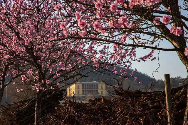 Bild 4: Mandelblüte bei Rhodt | Foto: Georg Beck