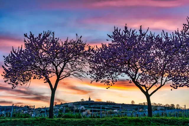 Bild 15: Sonnenuntergang am Flaggenturm in Bad Dürkheim bei Mandelblüte | Foto: Ralph Beetz