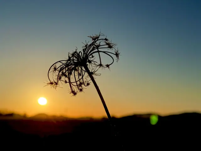 Bild 11: Sonnenuntergang in Mörlheim bei Landau | Foto: Tanja Hoffmann-Medardt