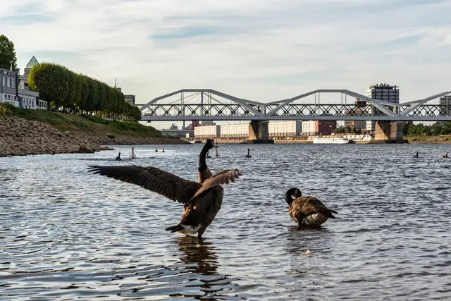 Bild 11: Schwäne gegen Gänse, Niedrigwasser auf dem Rhein bei der Parkinsel in Ludwigshafen | Foto: Ralph Beetz