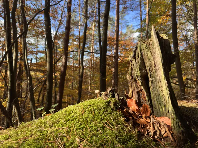 Bild 11: Baumstumpf im Wald bei Lug | Foto: Ronnie Hammer