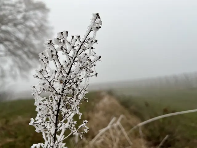 Bild 18: Frost bei Nußdorf | Foto: Ronnie Hammer