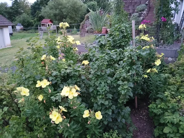 Bild 9: Mein Garten mit blühenden Nachtkerzen in Schönenberg-Kübelberg | Foto: Ulrike Schmitt