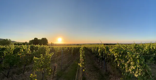 Bild 15: Sonnenaufgang über den Reben bei Burrweiler | Foto: Ronnie Hammer