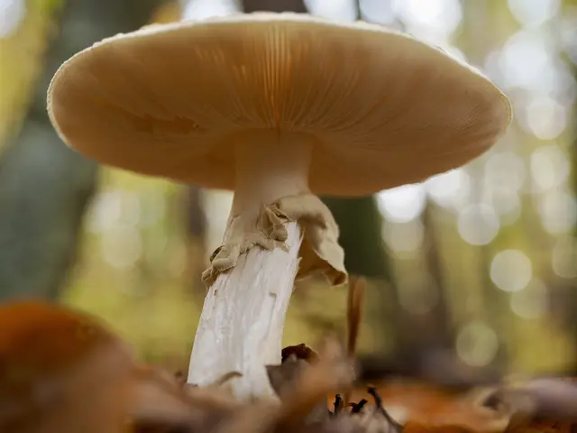 Bild 9: „Perspektivwechsel“
Diese Aufnahme gelang mir beim Spaziergang im „Kaiserslauterer Wald“ zwischen Uni und Heinrich-Heine-Gymnasium. | Foto: Alexander Meier